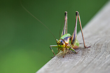 decticelle
