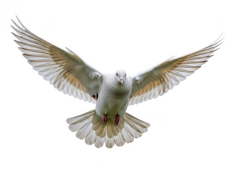 White dove with wings spread flying isolated on transparent background