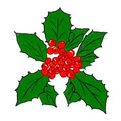 PNG-Christmas-Holy berry-Color Pencil