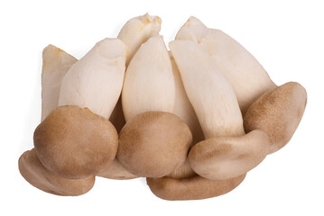 King oyster mushroom Pleurotus eryngii