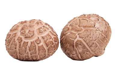 Fresh Shiitake mushroom on white background.