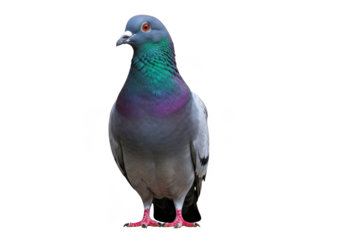 Closeup portrait of a pigeon standing still with iridescent neck feathers detailed isolated on transparent background