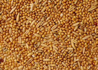 Close-up of Millet and Barley Grains – Organic Cereal Texture Background