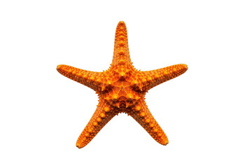 Orange starfish isolated on transparent background