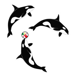 dolphin jumping out of water