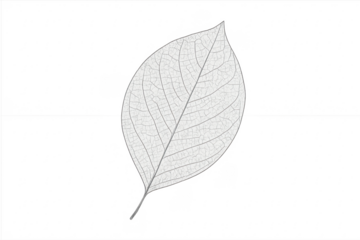 White skeleton leaf structure with transparent background