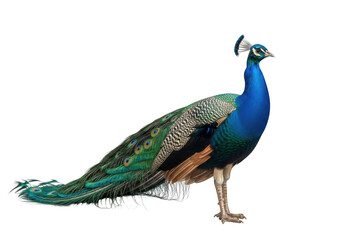 Majestic peacock standing proudly isolated on transparent background