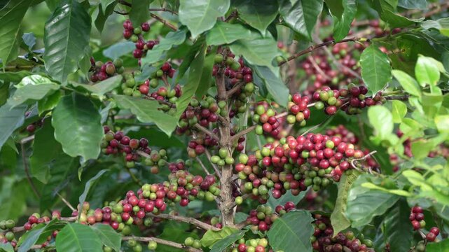 Red and green coffee beans on the bolaven plateau coffee in the mountains of Paksong