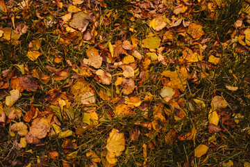 autumn leaves background