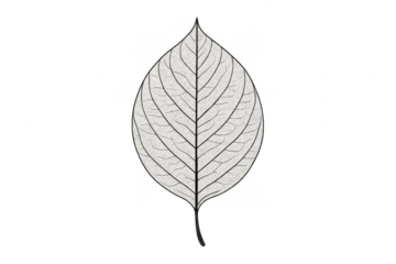 Skeleton leaf showing veins on transparent background