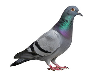A gray pigeon with iridescent neck feathers isolated on transparent background