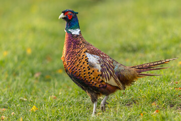Pheasant, Scientific name: Phasianus Colchicus.  Colourful Ring-necked male Pheasant strutting through a green grass field in Autumn, facing left.  Clean background.  Space for copy