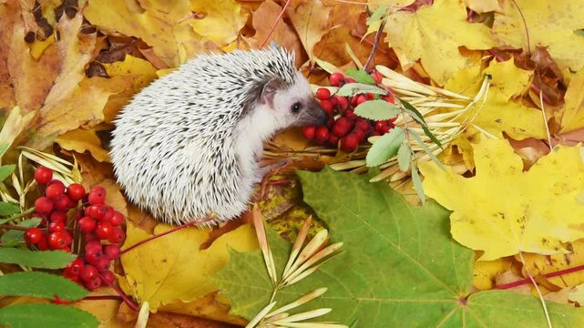 hedgehog on fallen autumn leaves background in forest at Indian summer time