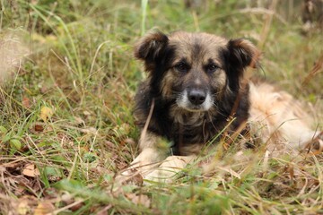 Naklejka premium Lonely stray dog lying on grass in forest. Space for text