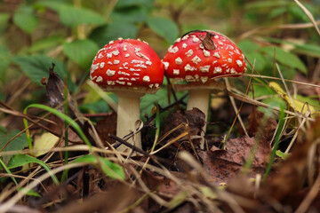 Two poisonous mushrooms growing in forest, closeup