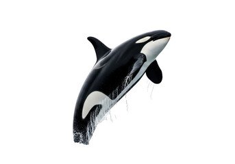 Orca killer whale jumping out of water isolated on transparent background