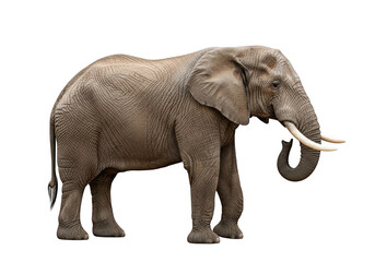 African elephant standing majestic isolated on transparent background