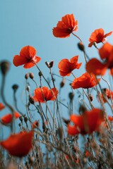 Obraz premium Vibrant red poppies against a clear blue sky capturing summer bliss