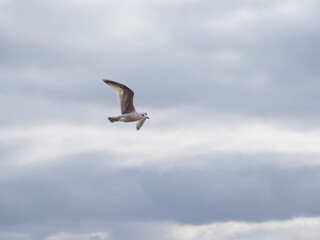 A flying seagull against a cloudy sky