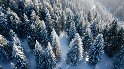 Aerial view of a snow-covered evergreen forest with sunlit frosted branches. Concept Aerial snow forest, Snow-covered evergreens, Sunlit frosted branches, Winter landscape photography