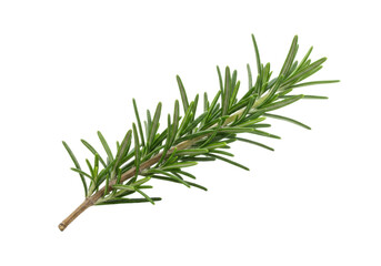 Isolated sprig of fresh rosemary herb ready for seasoning, cooking or aromatherapy use