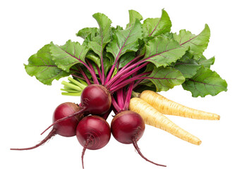 Isolated image of beets and parsnips. Fresh beetroot vegetables with leaves close up still life