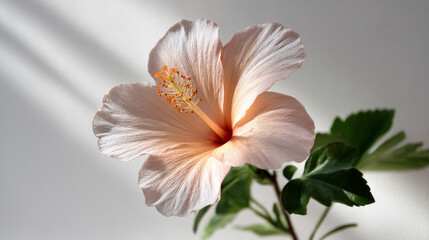 A pale pink hibiscus flower on a clean white background with soft light casting gentle shadows