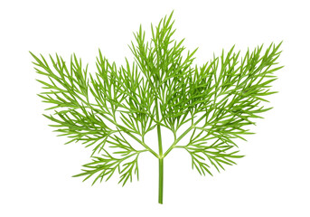 Isolated sprig of fresh green dill. Herb close-up, herb, ingredient, seasoning, flavoring.
