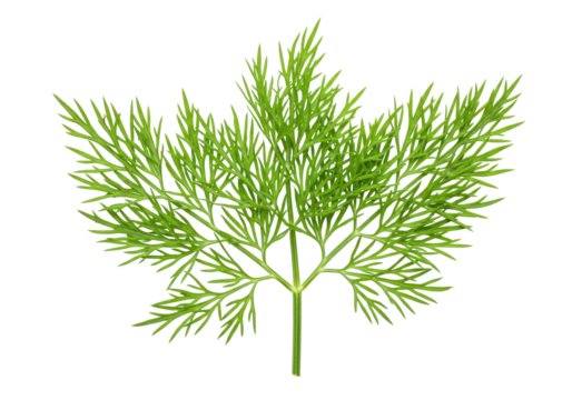 Isolated sprig of fresh green dill. Herb close-up, herb, ingredient, seasoning, flavoring.