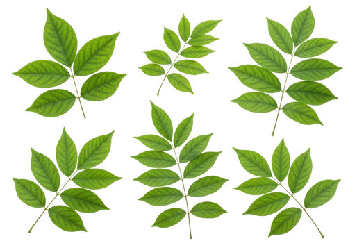 Collection of green ash tree leaves isolated on transparent background