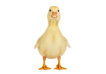 Isolated Yellow Duckling Stands Proudly, a Symbol of Spring, New Life, and Innocence