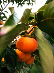 Japanese persimmon on a branch 