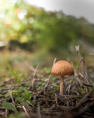 Mushroom in the grass