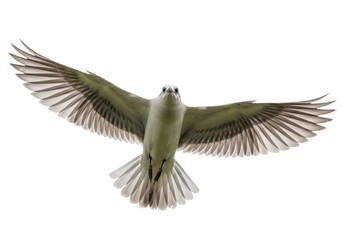 Bird of prey with wings spread flying isolated on transparent background