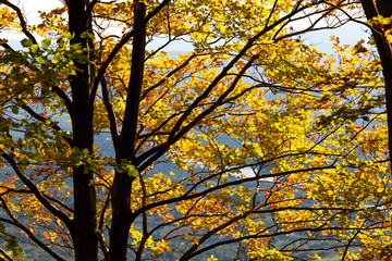Autumn beech leaves on a bright day
