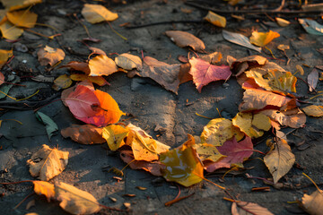 Heart of Autumn Leaves on Stone Pavement Symbolizing Love and Seasonal Beauty