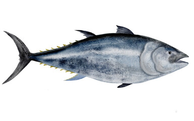 Whole tuna watercolor. Hand-drawn ocean fish on a white background. Food clip art. Perfect for restaurant menu recipe books and Japanese cuisine.