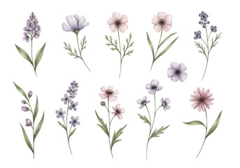 Collection of delicate watercolor wildflowers isolated on transparent background