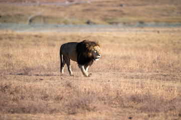 single male lion walking in the bush