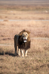 single male lion standing in the bush