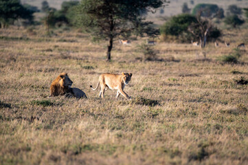 a group of lions in the bush