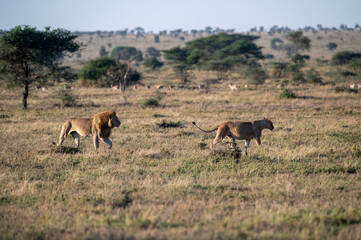 a male lion walks behind a lioness
