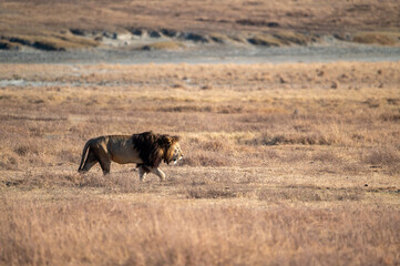 single male lion walking in the bush