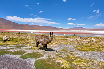 group of lamas in bolivia © marco
