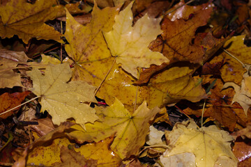 autumn leaves on the ground