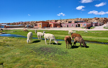 group of lamas in bolivia © marco