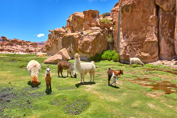 group of lamas in bolivia © marco