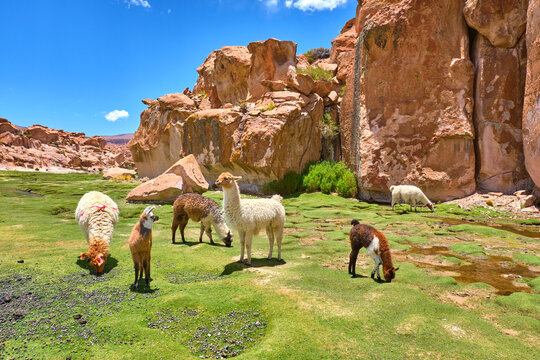 group of lamas in bolivia