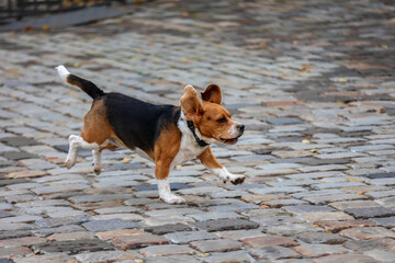 Energetic Beagle Dog Running on a Cobblestone Street