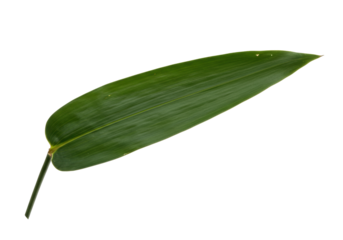 Isolated green leaf of bamboo for spring design, organic natural fresh foliage plant